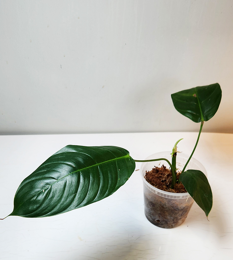 Philodendron scherberichii 'Ecuagenera' x Philodendron patriciae -  MagicOasis Hoya Club