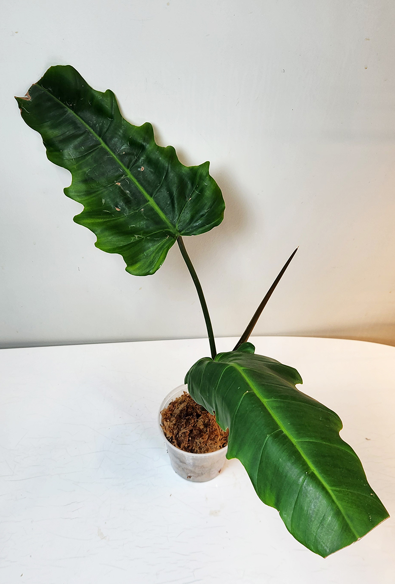 philodendron scandens cream splash Philodendron hederaceum --Cream Splash Philodendron--