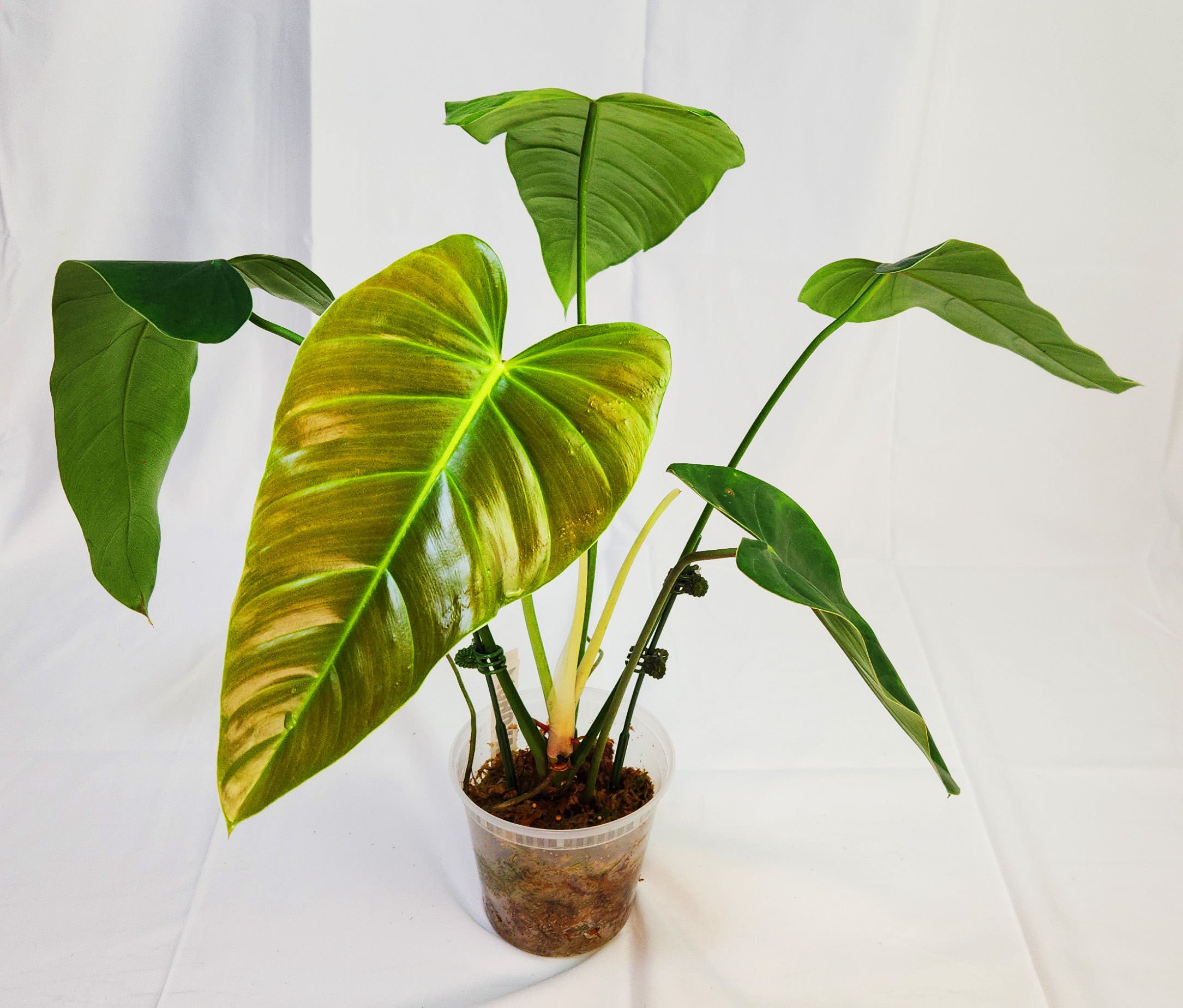 Philodendron Eliarmijos Inspirations (Phil. delinksii 'Butterfly' x Phil.  spiritus-sancti) - MagicOasis Hoya Club