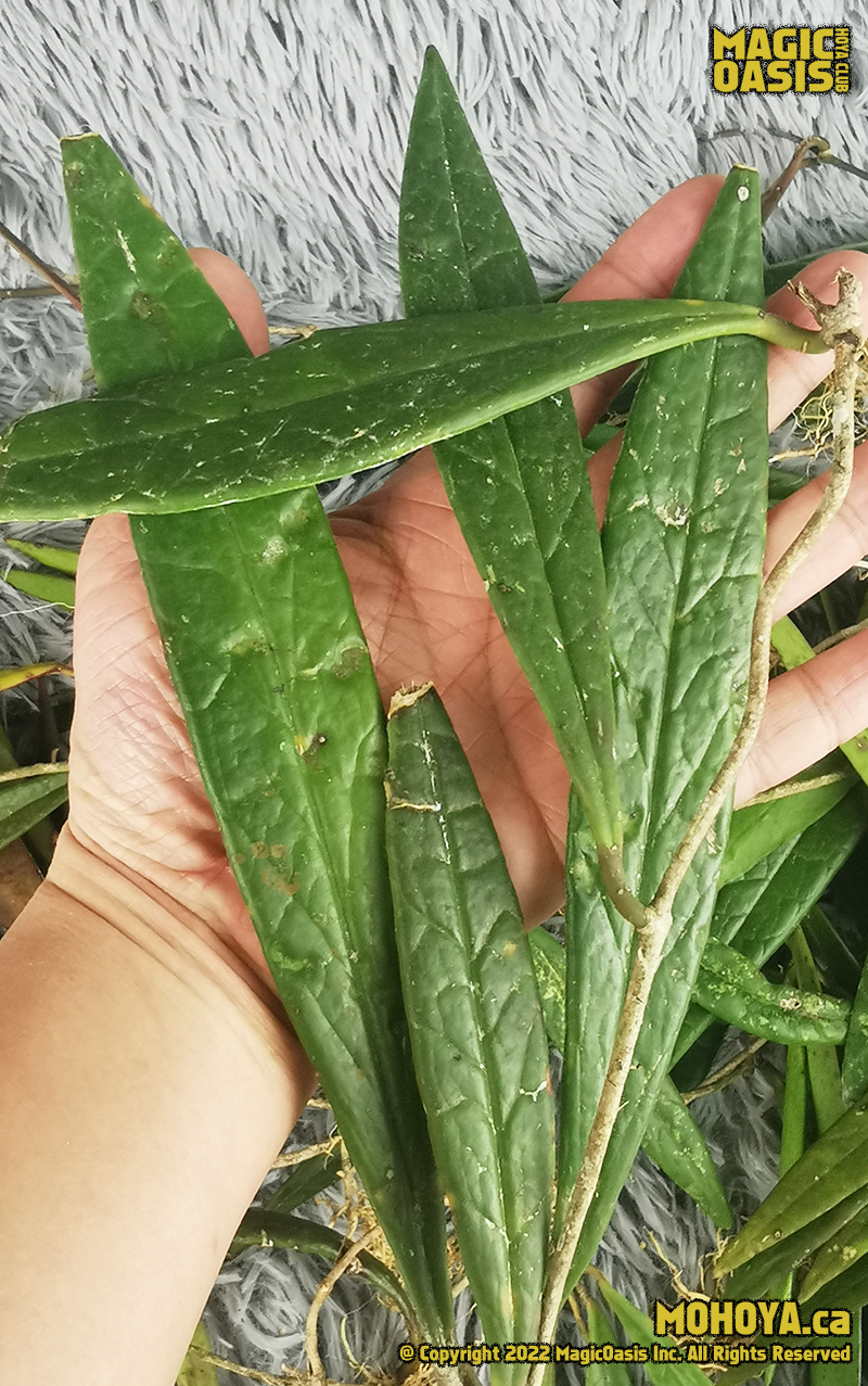 Hoya sulawesiana (Indo.) - Gallery - MagicOasis Hoya Club